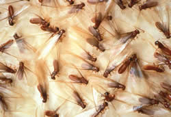 FHA Pest Inspector CT Termites