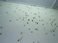 PestInspector CT Termite Swarmers